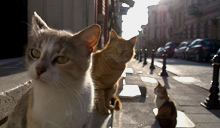 Fotostrecke: Katzencontent